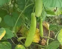 कम समय में ज्यादा मुनाफा देने वाली लौकी की खेती, अभी बोआई करें और 50 दिनों में कमाई शुरू करें