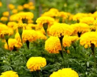 कम लागत में बड़ी कमाई का मौका, गेंदा फूल की खेती से बढ़ेगी आय, फसलों को भी मिलेगा फायदा