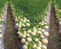 फरवरी में खरबूजे की खेती से कम समय में बंपर मुनाफा, ये हाइब्रिड किस्में बना देंगी खेत को कमाई की मशीन