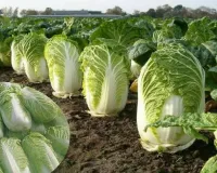Chinese Cabbage Farming से कम लागत में लाखों की कमाई जानें उन्नत गोभी की पूरी खेती और मुनाफे का गणित