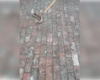 मुजफ्फरनगर: मोरना में रसल वाइपर सांप निकलने से हड़कंप, प्रेशर कुकर जैसी फुंकार सुनकर दहशत में आया परिवार