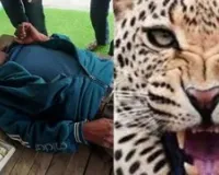 बिजनौर: हिदायतपुर टांडा गांव में गुलदार का कहर - महिला पर हमला करने के बाद किसान को गंभीर रूप से घायल किया, ग्रामीणों में दहशत