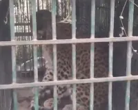 फैक्ट्री परिसर में लगा पिंजरा बना राहत का कारण, चार साल का तेंदुआ सुरक्षित पकड़ा गया, वन विभाग की सतर्कता से सफल रेस्क्यू