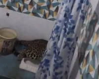 मुरादाबाद: पॉश इलाके के घर के बाथरूम में घुसा तेंदुआ, मचा हड़कंप