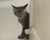 इंदौर एमवाय अस्पताल में फिर उठे सवाल, एचआईवी वार्ड और ओपीडी में बिल्लियों की मौजूदगी से संक्रमण नियंत्रण पर चिंता