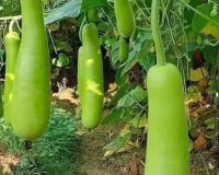 लौकी की खेती से 120 दिन में 45 टन तक उत्पादन सही किस्म और सिंचाई प्रबंधन से किसान बढ़ाएं कई गुना मुनाफा