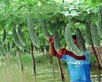 फरवरी में करें करेले की खेती, दो से तीन महीने में पाएं बंपर उत्पादन और जबरदस्त मुनाफा