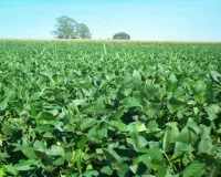 March farming crops: मार्च में करें इन 4 पारंपरिक फसलों की खेती कम लागत ज्यादा मुनाफा और मिट्टी भी बनेगी उपजाऊ