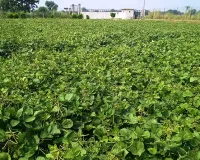 गेहूं सरसों के बाद खाली खेत से कमाएं बंपर मुनाफा , गर्मी की मूंग की खेती से 60 दिन में 50 हजार तक कमाई