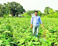 फरवरी में सब्जी की खेती का बड़ा मौका, गर्मी के सीजन में मुनाफा तय करने वाली अहम बुवाई