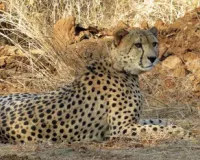 MP के कूनो नेशनल पार्क में चीतों पर 1.27 करोड़ खर्च, 32 चीतों का बढ़ता कुनबा, अब बोत्सवाना से आ रहे 8 नए चीते से और बढ़ेगी संख्या