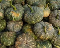 Profitable Kaddu Farming Technique: 45 दिन में तैयार होने वाली फसल से कम लागत में 80 हजार तक की कमाई