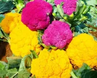 रंगीन फूलगोभी की खेती का कमाल कम लागत में तिगुना मुनाफा ,जैविक तरीके से बढ़ती बाजार मांग , खेती का सुनहरा मौका