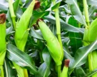 आलू के बाद जायद मक्का की खेती से बढ़ाएं मुनाफा जानें सही बुवाई और उत्पादन का वैज्ञानिक तरीका