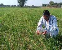 लहसुन की फसल में जड़ गलन और फफूंद का खतरा, समय पर करें सही उपचार वरना घटेगी पैदावार, जानें पूरी वैज्ञानिक सलाह