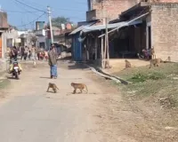 सीतापुर के गांवों में बंदरों का आतंक, ग्रामीणों ने राष्ट्रपति और पीएम से लगाई मदद की गुहार