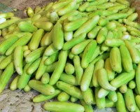 मार्च में खीरा की खेती से बंपर कमाई का सुनहरा मौका, Pusa Sanjog समेत उन्नत किस्मों से 50 दिन में शुरू होगा उत्पादन और मिलेगा जबरदस्त मुनाफा