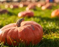 फरवरी मार्च में करें इस उन्नत कद्दू किस्म की बुवाई 30 टन प्रति हेक्टेयर तक पैदावार के साथ कम लागत में बढ़ाएं आय और पाएं शानदार मुनाफा