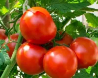 फरवरी में शुरू करें किचन गार्डनिंग, जल्दी अंकुरण, मजबूत पौधे, 60 दिन में ताजी सब्जियां घर पर तैयार