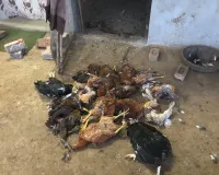 मुजफ्फरनगरः कुत्तों से हमला कर 40 देशी मुर्गियां मरवाने का आरोप, पीड़ित ने पुलिस से लगाई न्याय की गुहार