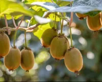 kiwi farming at home hindi: घर पर कीवी उगाने का आसान तरीका छत बालकनी या आंगन में लगाएं कीवी का पौधा और पाएं ताजे फल