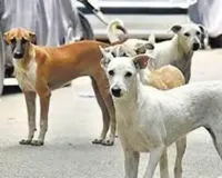 भोपाल में कुत्ते ने बढ़ाई अधिकारियों की मुसीबत भेल के कर्मचारी 8 दिन तक सड़कों और खेतों में ढूंढते रहे कुत्ते