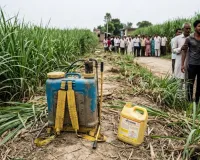 मुजफ्फरनगर:युसुफपुर गांव के खेत में गन्ने पर जहरीली दवा छिड़कते समय किसान की मौत