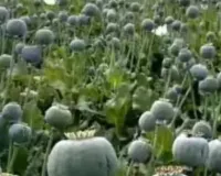 सहारनपुर: देवबंद में नशे की फसल, पकड़ी गई अफीम की अवैध खेती, सात पर मामला दर्ज