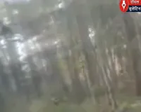 कार पर झपटा बाघ! दुधवा के पास रोमांचक और डरावना मंजर कैमरे में कैद