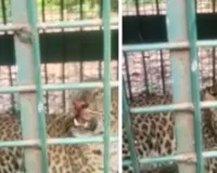 बिजनौर में घायल गुलदार मिलने से हड़कंप, देखने उमड़ी भीड़