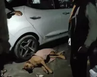 मुजफ्फरनगर: बेजुबान पर हैवानियत, युवक ने कुत्ते को जमीन पर पटक-पटक कर मार डाला, सीसीटीवी में कैद हुई क्रूरता