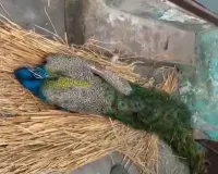 मुजफ्फरनगर: चरथावल के जंगल में मिला घायल राष्ट्रीय पक्षी मोर, पशु प्रेमियों और वन विभाग ने बचाई जान