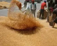 मध्य प्रदेश में गेहूं खरीदी को लेकर बड़ा अपडेट जल्द घोषित होगी तारीख किसानों को मिलेगा फायदा