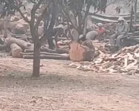 शामली: गढ़ी अब्दुल्ला में अवैध आरा मशीनों का खेल, सोशल मीडिया पर वीडियो वायरल होने से वन विभाग में हड़कंप