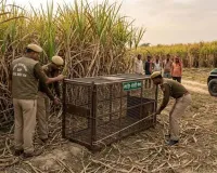 मुजफ्फरनगर: मोरना के जंगल में 'कुनबे' के साथ दिखी मादा तेंदुआ, 5 शावकों को देख ग्रामीणों के उड़े होश