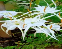 सुदर्शन: नाम की तरह सर्वगुण संपन्न है यह पौधा, गठिया जैसी बीमारी में भी देगा आराम 