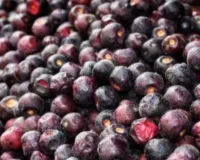 पाचन को मजबूत कर दिल की सेहत सुधारता है फालसा, गर्मियों में वरदान से कम नहीं 