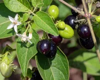 आयुर्वेद की जादुई जड़ी-बूटी 'मकोय', जो है त्रिदोषनाशक