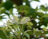 किडनी और पाचन तंत्र का 'सुपरहीरो' वरुण वृक्ष, छाल से लेकर पत्ते तक हैं गुणवर्धक