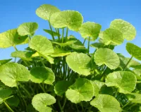 सदियों पुरानी जड़ी-बूटी, जो आज की सेहत के लिए है बेहद जरूरी 