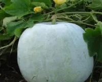 औषधीय गुणों से भरपूर है सफेद पेठे का जूस, बस जान लें सेवन के तरीके