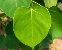 पीपल सिर्फ पेड़ भर नहीं, यहां जानिए धार्मिक महत्व, औषधीय गुण और पर्यावरणीय लाभ 