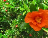 सिर्फ फल ही नहीं, अनार के फूल में भी छिपा है सेहत का खजाना