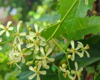 हीटवेव से अपच तक को दूर करने में कारगर, गर्मी में सेहत के लिए वरदान से कम नहीं 'नीम का फूल' 