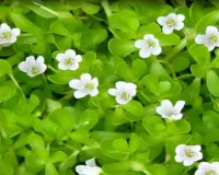 ब्राह्मी दूध: नींद और याददाश्त को करना है बेहतर, रोज करें गुणों से भरपूर ब्राह्मी का इस तरीके से सेवन