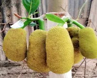 गर्मियों में फाइबर का बेहतरीन स्रोत है कटहल, हृदय को देगा नई मजबूती 