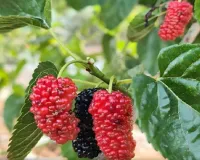 प्रकृति का अनमोल उपहार है शहतूत, स्वाद के साथ देता है सेहत का वरदान 