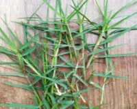 चैत्र नवरात्र में पूजा पाठ के साथ औषधीय गुणों से भरपूर है दूब घास; जानें उपयोग के लाभ 