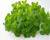 गर्मियों में शीतलता से भर देगा पुदीना, सेहत में लाएगा बड़ा बदलाव 