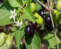 गर्मियों में इन पांच पत्तियों का सेवन शरीर को रखेगा स्वस्थ्य, मिलेगी हर परेशानी से राहत 